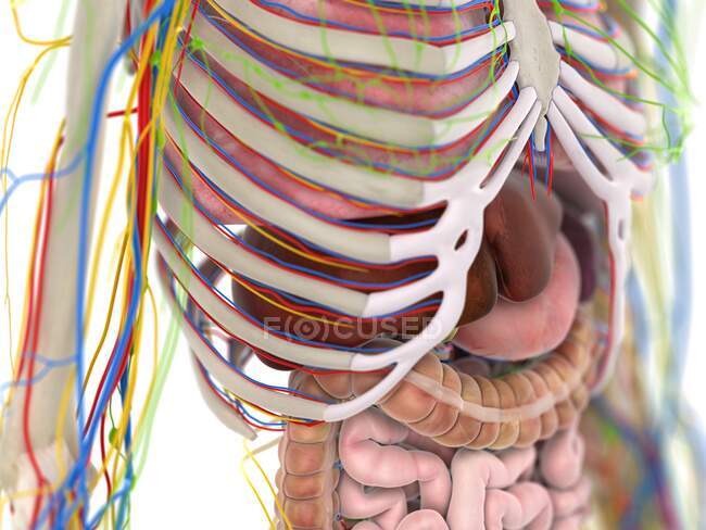 Anatomía del tórax, ilustración por computadora - foto de stock