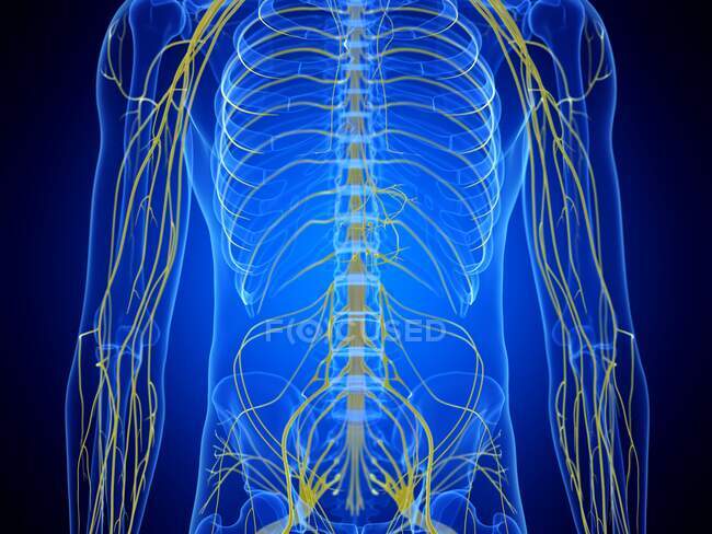 Тораксні нерви, комп'ютерна ілюстрація — стокове фото