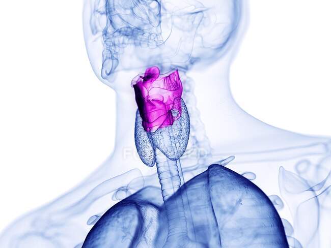 Larynx humain, illustration par ordinateur — Photo de stock