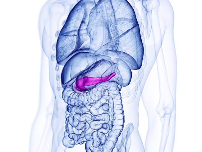 Páncreas humano, ilustración por computadora - foto de stock