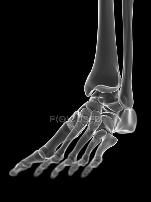 Ankle joint, computer illustration — Stock Photo
