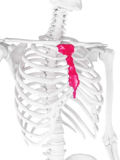 Breast bone, computer illustration — Stock Photo