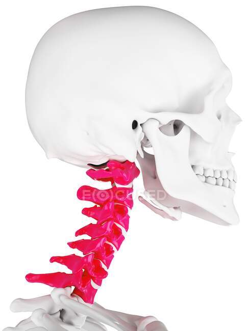 Colonna vertebrale cervicale, illustrazione al computer — Foto stock