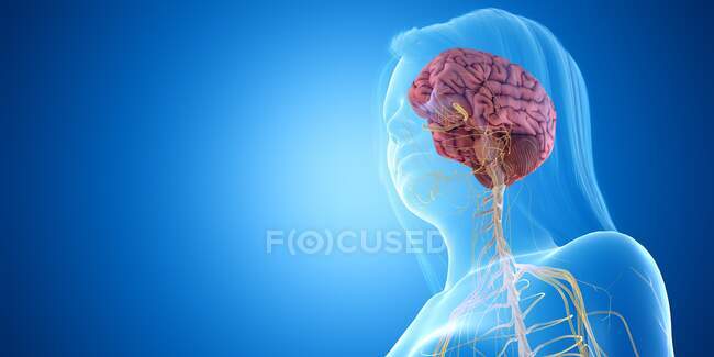 Женский мозг, компьютерная иллюстрация — стоковое фото