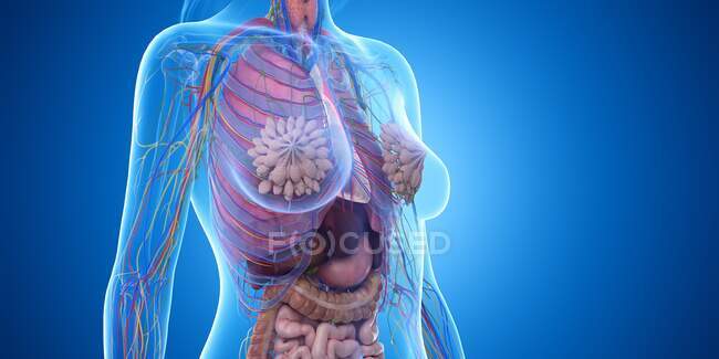 Анатомия грудной клетки женщины, компьютерная иллюстрация — стоковое фото