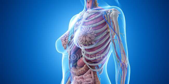 Анатомия грудной клетки женщины, компьютерная иллюстрация — стоковое фото