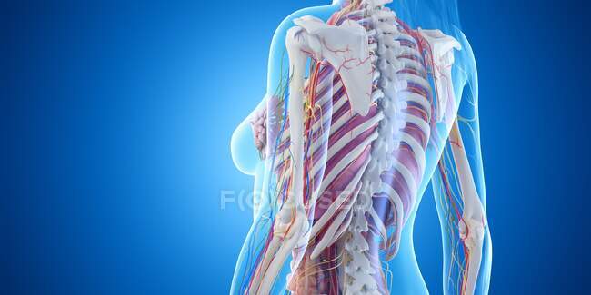 Anatomía del tórax femenino, ilustración por ordenador - foto de stock