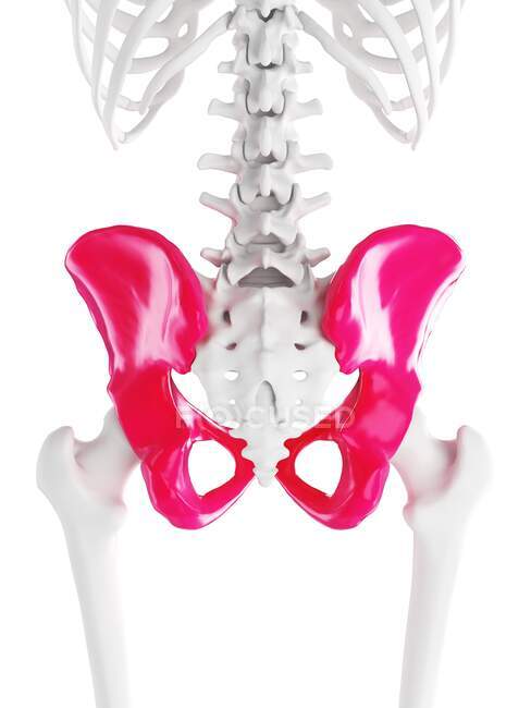 Osso dell'anca, illustrazione del computer — Foto stock