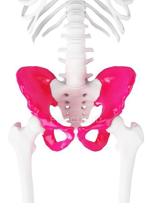 Hip bone, computer illustration — Stock Photo
