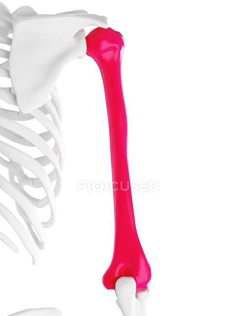 Плечевая кость человека, компьютерная иллюстрация — стоковое фото