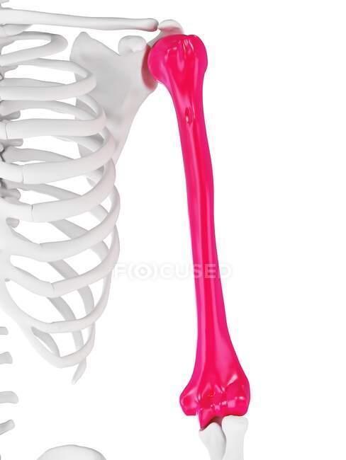 Плечевая кость человека, компьютерная иллюстрация — стоковое фото