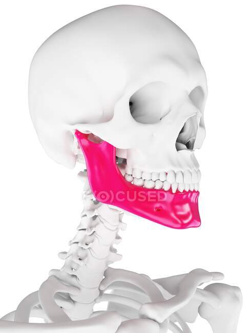 Osso da mandíbula, ilustração do computador — Fotografia de Stock