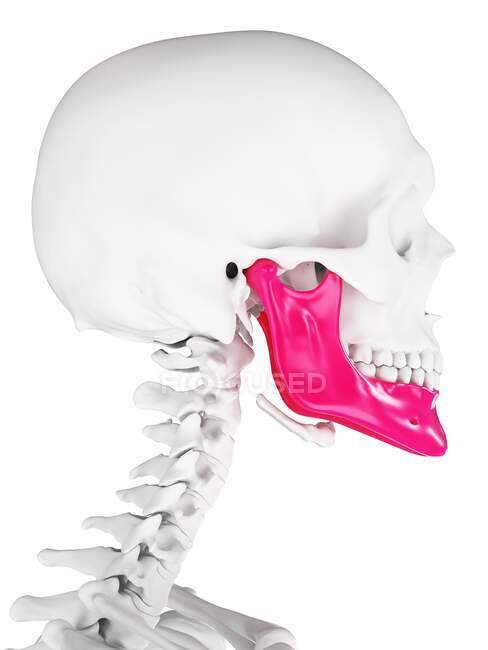 Щелепна кістка, комп'ютерна ілюстрація — стокове фото