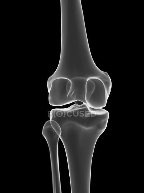 Knee joint, computer illustration — Stock Photo