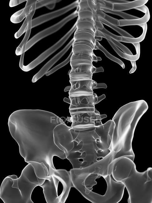 Lumbar spine, computer illustration — Stock Photo