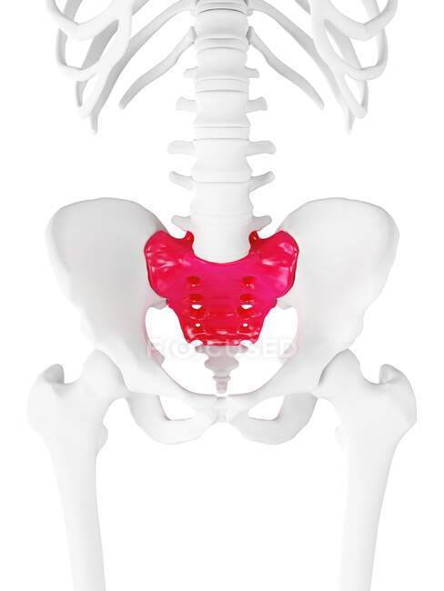 Sacrum bone, computer illustration — Stock Photo