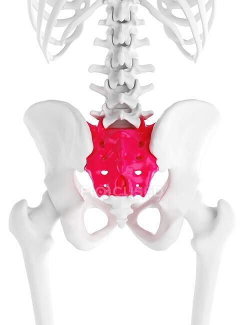 Sacrum bone, computer illustration — Stock Photo