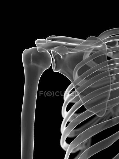 Плечовий суглоб, комп'ютерна ілюстрація — стокове фото