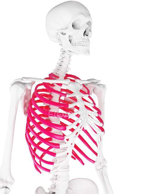 Скелетна грудна клітка, комп'ютерна ілюстрація — стокове фото