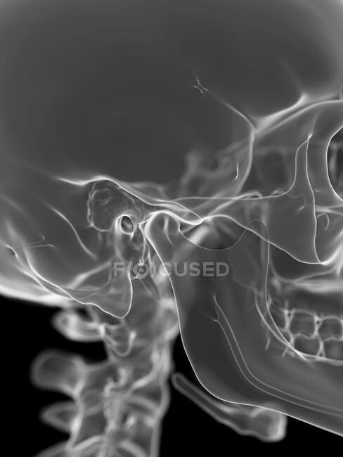 Temporomandibular joint, computer illustration — Stock Photo