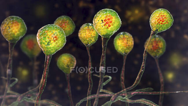 Molde de Mucor, también conocido como hongo negro, ilustración por computadora. Mucor sp. hongos se encuentran en el suelo y la materia orgánica en descomposición y son moldes interiores comunes - foto de stock