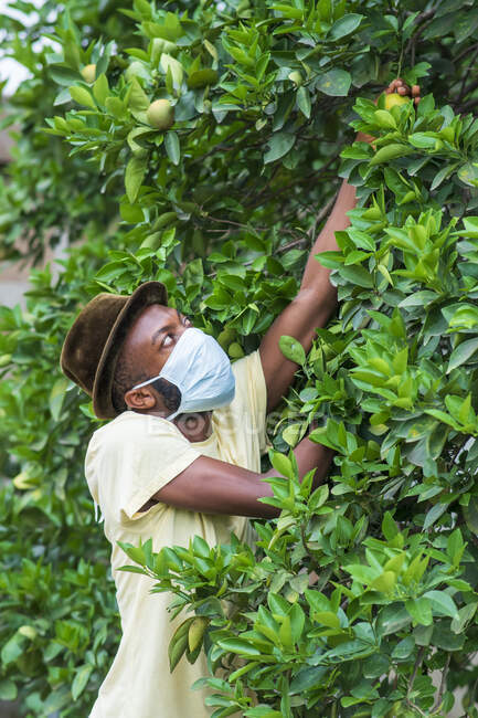 African American Man harvesting lemons. — Stock Photo