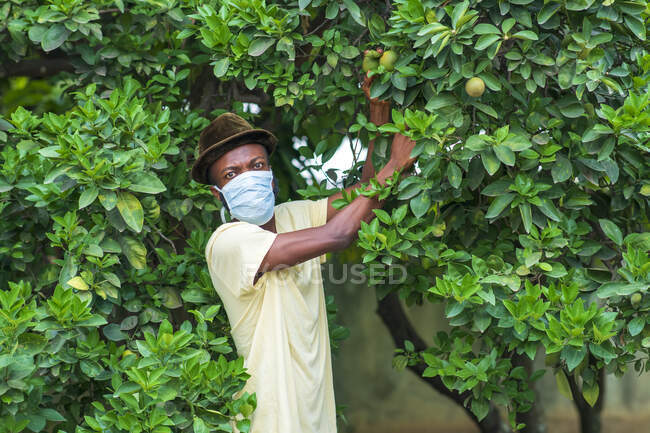 Uomo afroamericano che raccoglie limoni. — Foto stock