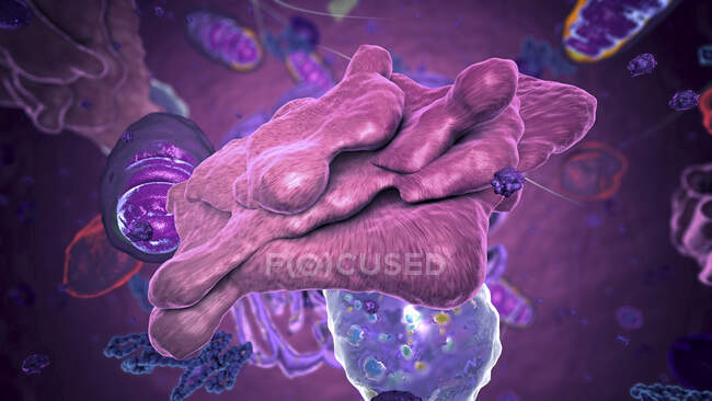 Illustrazione 3d di un apparato Golgi, o corpo, all'interno di una cellula eucariotica. Golgi sono organelli legati alla membrana che modificano e confezionano proteine. — Foto stock