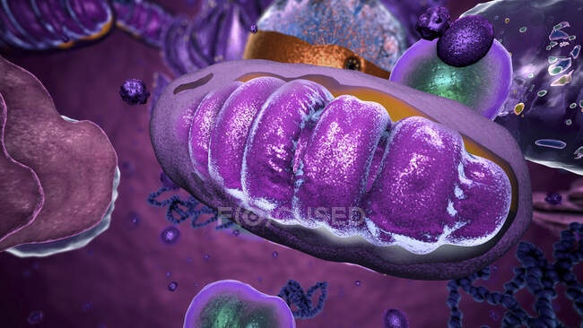 3d ілюстрація мітохондрію всередині клітини. Мітохондрії це органели, знайдені в цитоплазмі еукаріотичних клітин. Вони окислюють цукор і жири для отримання енергії — стокове фото