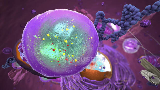 3d ilustración de un orgánulo lisosoma dentro de una célula eucariótica. Los lisosomas son vesículas llenas de enzimas que descomponen el material de desecho, los cuerpos extraños y los desechos celulares.. - foto de stock