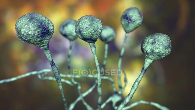 Moule à mucor, également connu sous le nom de champignon noir, illustration informatique — Photo de stock