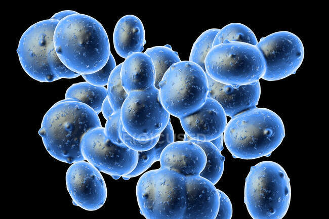 Illustration of Staphylococcus aureus (MRSA) coccoid bacteria. Staphylococcus aureus is a Gram-positive bacterium that causes food poisoning, toxic shock syndrome and skin and wound infections such as scalded skin syndrome — Foto stock