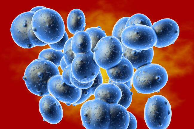 Illustration of Staphylococcus aureus (MRSA) coccoid bacteria. Staphylococcus aureus is a Gram-positive bacterium that causes food poisoning, toxic shock syndrome and skin and wound infections such as scalded skin syndrome — Foto stock
