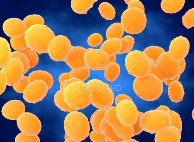 Ilustración de la bacteria coccoide Staphylococcus aureus (MRSA). Staphylococcus aureus es una bacteria Gram-positiva que causa intoxicación alimentaria, síndrome de shock tóxico e infecciones de la piel y las heridas, como el síndrome de piel escaldada. - foto de stock
