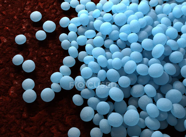 Illustration of Staphylococcus aureus (MRSA) coccoid bacteria. Staphylococcus aureus is a Gram-positive bacterium that causes food poisoning, toxic shock syndrome and skin and wound infections such as scalded skin syndrome — Stock Photo