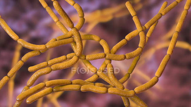Anthrax bacteria, illustration. Anthrax bacteria (Bacillus anthracis) are the cause of the disease anthrax in humans and livestock. They are gram-positive spore producing bacteria arranged in chains (streptobacilli). — Stock Photo