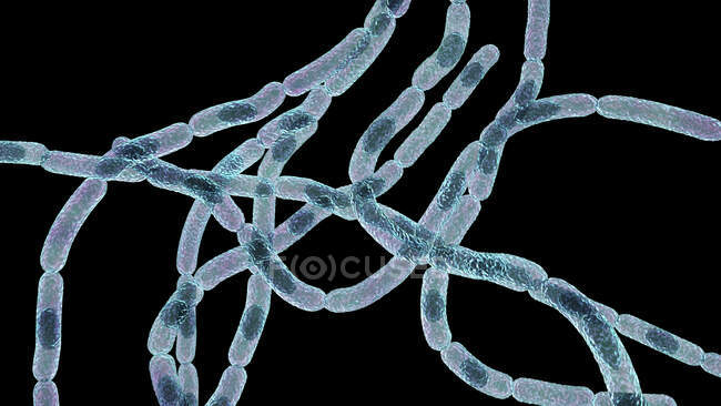 Bacterias del ántrax, ilustración. Las bacterias del ántrax (Bacillus anthracis) son la causa de la enfermedad del ántrax en humanos y ganado. Son bacterias grampositivas productoras de esporas dispuestas en cadenas (estreptobacilos). Muchas células tienen una espora central. - foto de stock