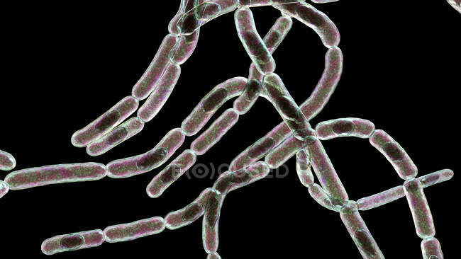 Bacterias del ántrax, ilustración. Las bacterias del ántrax (Bacillus anthracis) son la causa de la enfermedad del ántrax en humanos y ganado. Son bacterias grampositivas productoras de esporas dispuestas en cadenas (estreptobacilos). Muchas células tienen una espora central. - foto de stock