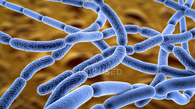 Бактерії сибірки, ілюстрації. Бактерії-сибірки (бацили-антракії) є причиною хвороби сибірки у людей і худоби. вони є грам-позитивними спорами, що продукують бактерії, розташовані в ланцюгах (streptobacilli). — стокове фото