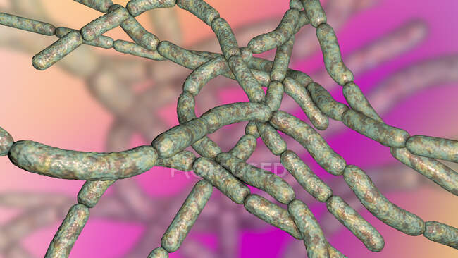 Bacterias del ántrax, ilustración. Las bacterias del ántrax (Bacillus anthracis) son la causa de la enfermedad del ántrax en humanos y ganado. Son bacterias grampositivas productoras de esporas dispuestas en cadenas (estreptobacilos). - foto de stock