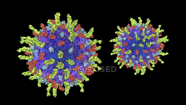 Virus del herpes simple, ilustración por computadora - foto de stock