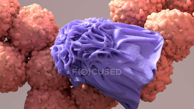Macrofagos (púrpura) y células cancerosas (rojo), ilustración. - foto de stock