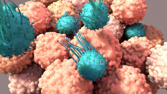 Cellule T (turchese) che si legano alle cellule tumorali (rosa), illustrazione. I linfociti T, o linfociti T, sono un tipo di globuli bianchi e componenti del sistema immunitario del corpo. Maturano nel timo — Foto stock