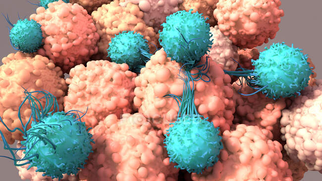 T-cells (turquoise) binding to cancer cells (pink), illustration. Los linfocitos T, o células T, son un tipo de glóbulos blancos y componentes del sistema inmunitario del cuerpo. Maduran en el timo - foto de stock