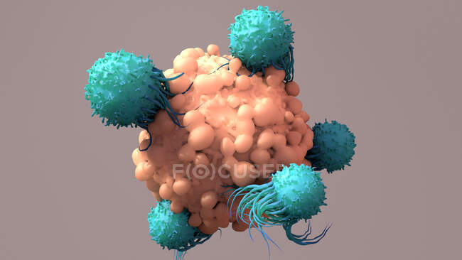 Т-клетки (бирюзовые) связываются с раковыми клетками (розовые), иллюстрация. Т-лимфоциты, или Т-клетки, являются типом белых кровяных телец и компонентов иммунной системы организма. Они созревают в тимусе — стоковое фото