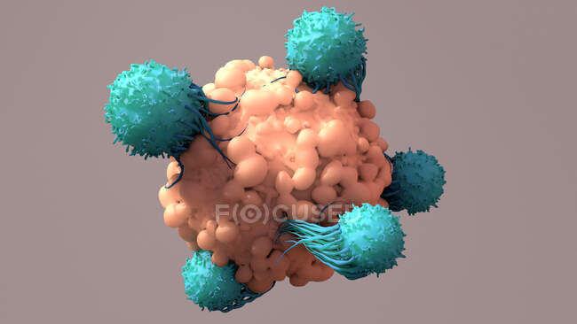Cellules T (turquoise) se liant aux cellules cancéreuses (rose), illustration. Les lymphocytes T, ou lymphocytes T, sont un type de globules blancs et des composants du système immunitaire de l'organisme. Ils mûrissent dans le thymus — Photo de stock