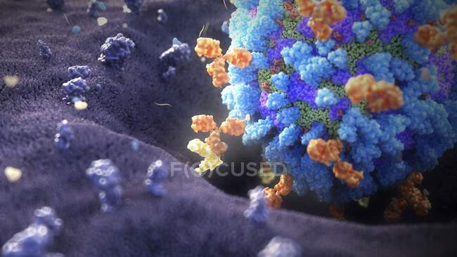 Antikörper, die Grippeviren binden. Illustration menschlicher Antikörper (orange) zur Neutralisierung eines Grippevirus-Partikels (blau). Jedes Y-förmige Molekül hat zwei Arme, die an bestimmte Antigene binden können — Stockfoto