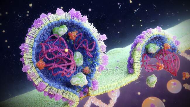Particules d'arénavirus (ou virus Lassa, LASV) bourgeonnant à partir d'une cellule, illustration. Ce virus infecte principalement les rongeurs, mais peut infecter les humains par l'exposition à des excréments ou à de l'urine de rongeurs infectés. — Photo de stock