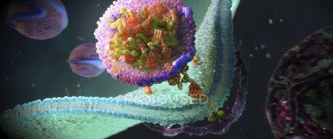 ЛПНП-рецепторы на клеточной мембране, иллюстрация — стоковое фото