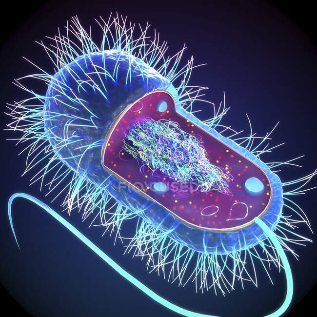 Inner structure of a typical bacterial cell, illustration. Bacterial cells do not have a membrane-bound nucleus or organelles — Stock Photo